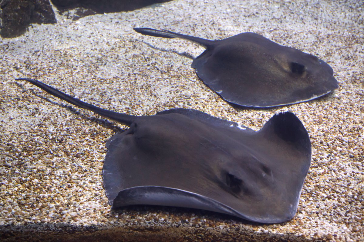 Just a reminder that we will be closed all day tomorrow, FEBRUARY 19th for a private event. We will reopen on Sunday, the 20th. See you then! 🤩
.
.
#tybeeislandmarinesciencecenter #tybeeisland #visittybee