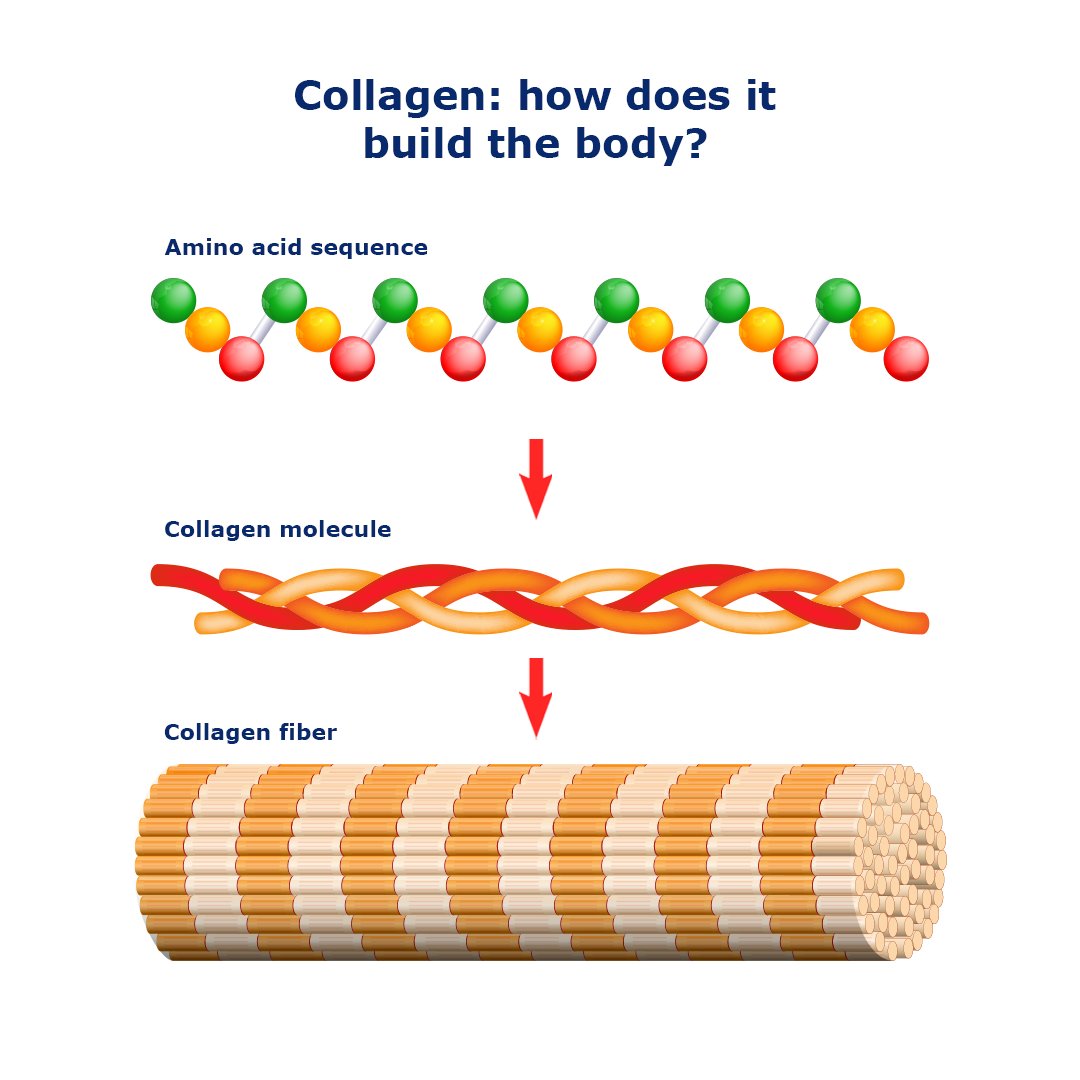 Which Are Characteristics Of Collagen Fibers Collagen Fiber Structure