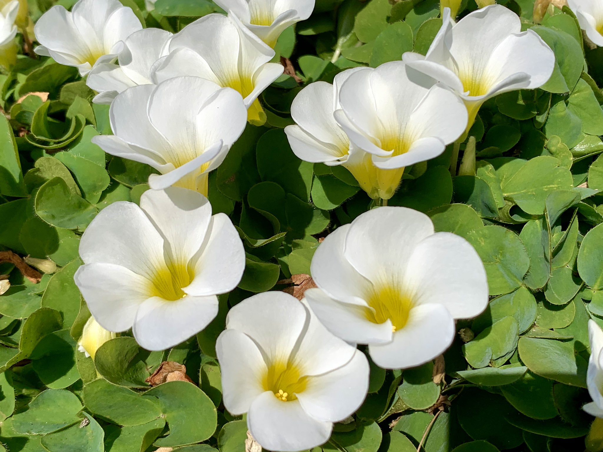Cloudsailor 星羅の一日一花 フヨウカタバミ 芙蓉酢漿草 芙蓉片喰 別名アオイカタバミ 4cm程の白色 淡紅色の5弁花 カタバミ科カタバミ属 南アフリカ原産 明治時代中期に渡来 Purple Woodsorrel Oxalis Purpurea Flowers Fleurs T Co