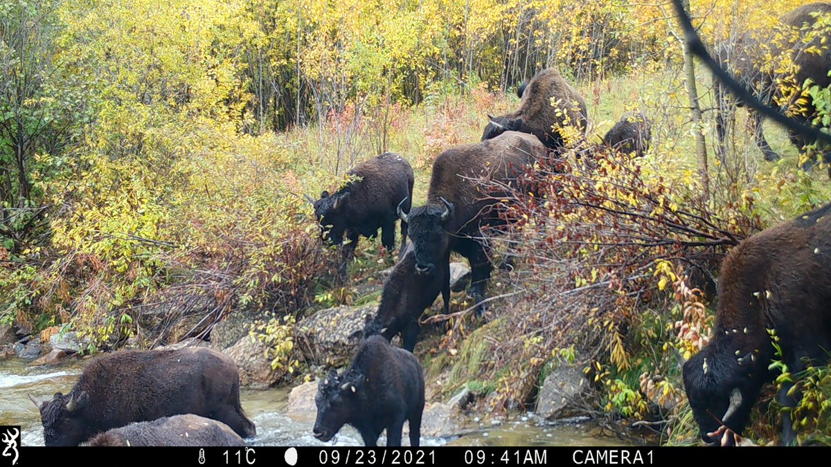 North Slave Metis tweet media