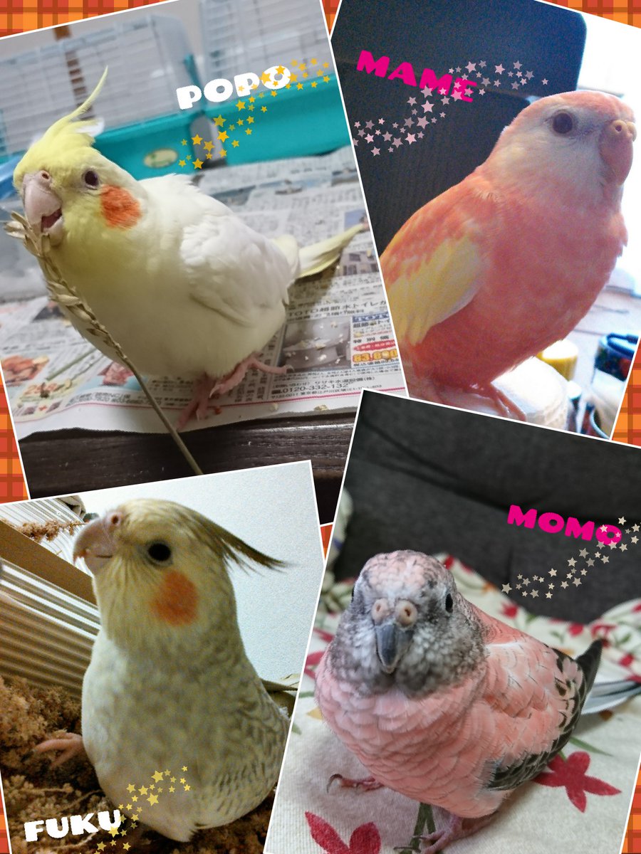 BeakKiss's tweet photo. ウチの子達😊
オカメルチノーのポポ♀️
アキクサローズのもも♀️
アキクサルビノーのルル♂️ビビ♀️ニニ♂️
アキクサノーマルのノノ♂️

オカメシナモンパールのふくとアキクサルビノーのマメは虹の橋へ🌈 https://t.co/yDK2jm5KEm