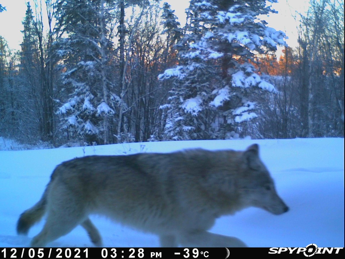 North Slave Metis tweet media