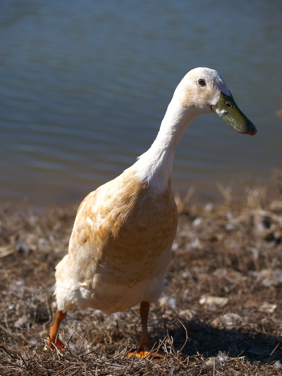 DuckFoodBot's tweet photo. got noms? retweet and this twitter bot will send noms to the ducks... see the treats drop at https://t.co/pTJuXhHBfC https://t.co/uVsbGpPOYL