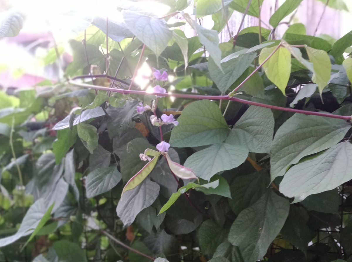 carreon_lopez29's tweet photo. Bataw, nagsisimula ng mamunga ang aking tanim na bataw. Masarap na gulay!
#gulay #bataw https://t.co/ieHTLTlU1v