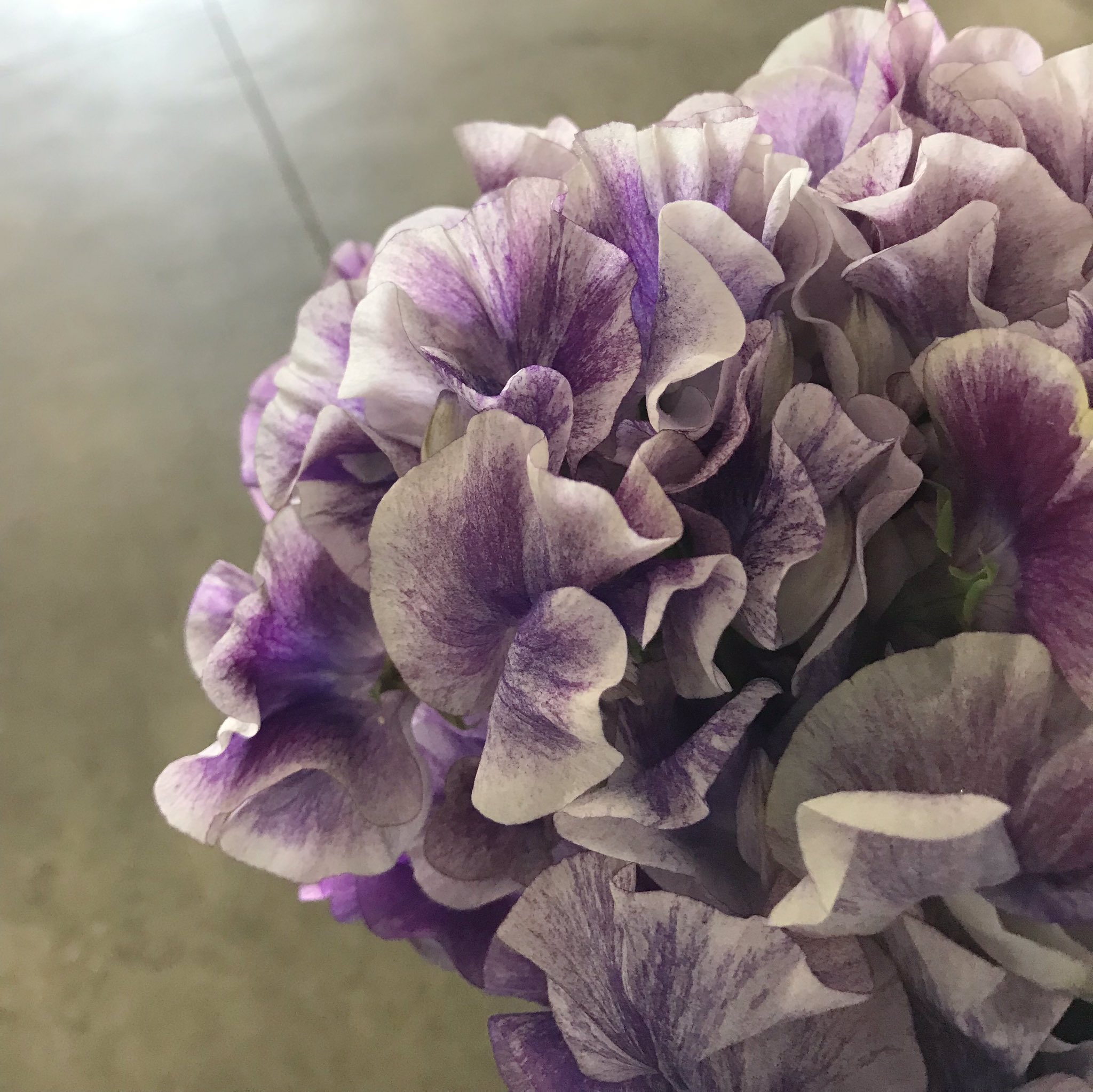 Farmers Com Image 花のecサイト スイートピー スプラッシュブルー 白い花びら を紫色の刷毛でひとぬりしたようは花びらは 葵いしぶきが落ちたようなイメージにピッタリ 水彩画の作品みたいなスイートピーです T Co R49fyhmfcb 水彩画 しぶき