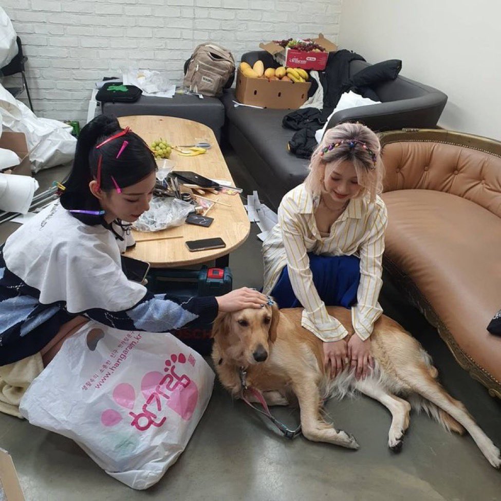 methinkslcy's tweet photo. a series of chaeyoung and dogs https://t.co/jYgnVkVD5h
