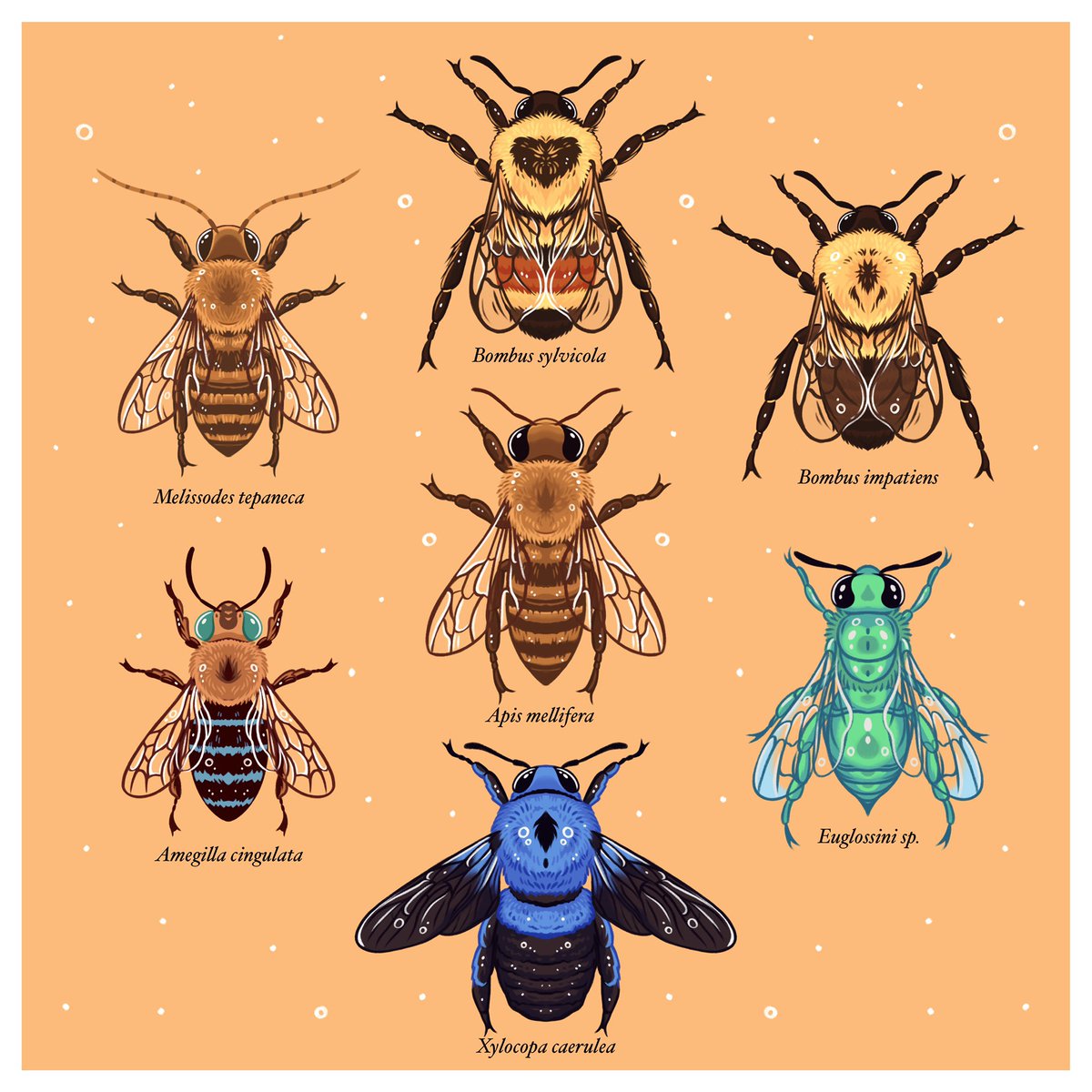 🐝✨