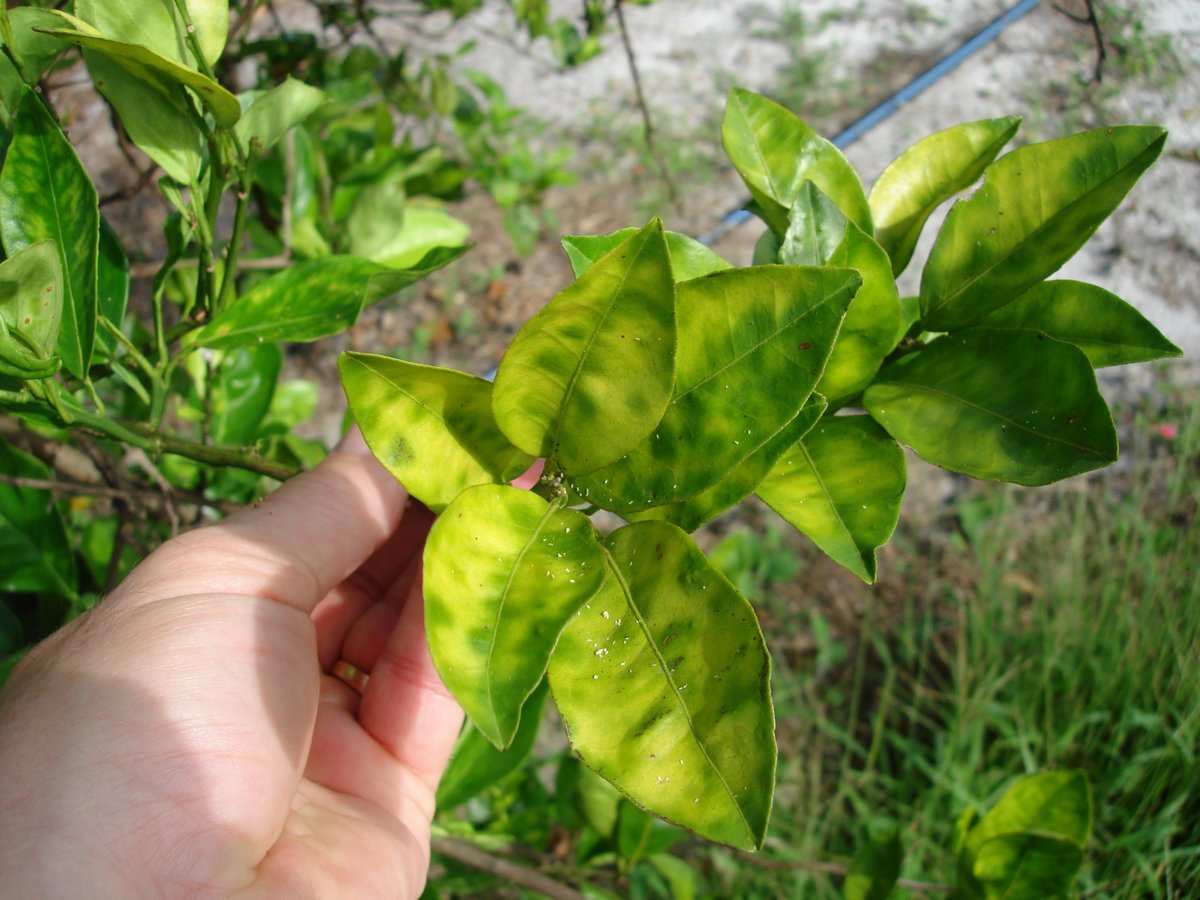 CitrusThreat's tweet photo. When giving your homegrown #citrus regular TLC, make sure to inspect for signs of the ACP and HLB. Check out these inspection tips from @ucanr and call the @CDFAnews pest hotline at 1-800-491-1899 to report any symptoms you are seeing. 

https://t.co/THIIn9R27b https://t.co/CzN1HboarU