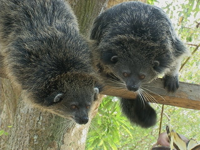 IbaroRegion's tweet photo. Ibaro Region's Fire Type starter is based on the Philippine Bearcat also commonly known as the Palawan Binturong. It is also endemic to the said island.

#starter #pokemonessentials #fangame #PokéFanNews #gamedev #fakemon #pixelart #philippines #PokemonHonorGlory https://t.co/Xub10zvvYT