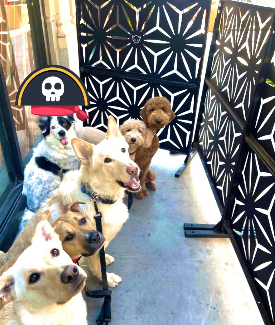 Boho_For_Life's tweet photo. Friday Zom recon, stalking from behind the fence, Raaaar!
#ZSHQ #dogsoftwitter #aussiecollie #bordercollie #lovedogs #FridayFeeling https://t.co/F6Bqtu51E9