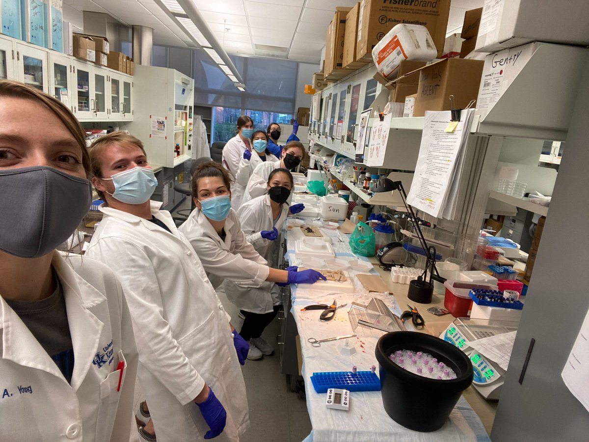 Hardest working team in the Midwest! 24 mice in 40 min! Go team ! <a href="/Lyndsay_young5/">Lyndsay E. A. Young Ph.D.</a> <a href="/T_Hawkinson/">Tara</a> <a href="/jchang1020/">Josephine Chang</a>