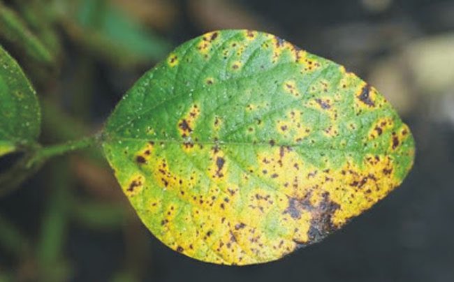 Agroverdad's tweet image. Enfermedades en Cultivos🔎🌱

Mancha Marrón, Roya, Tizón y Cercosporiosis, están bajo la lupa en el centro norte de Córdoba

&amp;gt;&amp;gt; bit.ly/3sQ6oNU