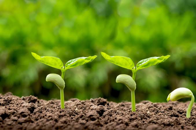 семена в руке. черемуха проросток. The seed. Seedlings. семена для огорода.