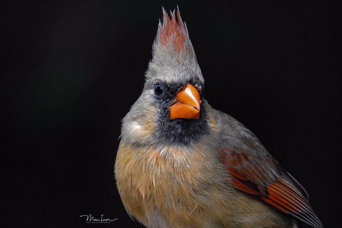 macivor_rod's tweet photo. @evornithology https://t.co/GWL1Thohck