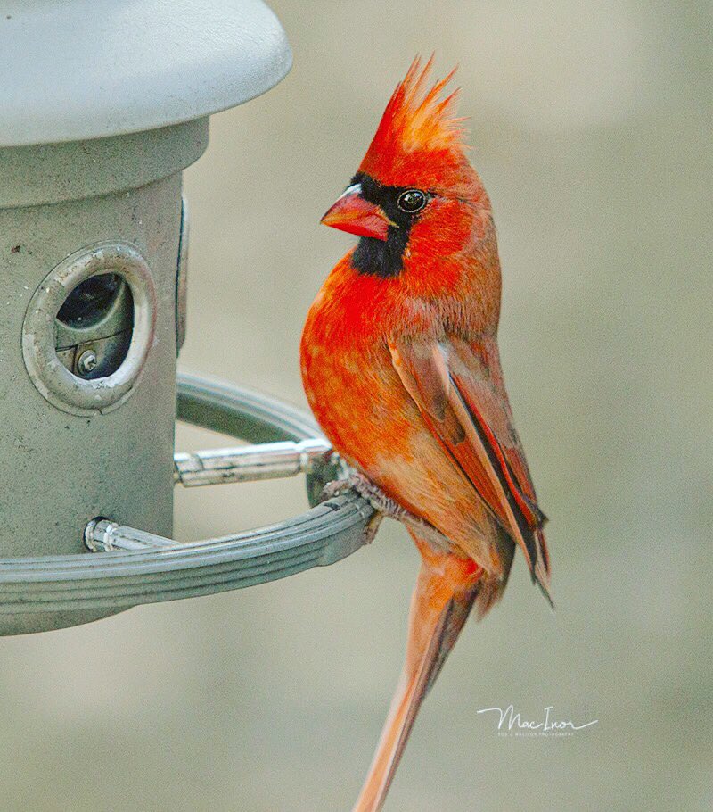 macivor_rod's tweet photo. @evornithology Cardinal photos Rod MacIvor/Ottawa https://t.co/qUGJQ6d9Lf
