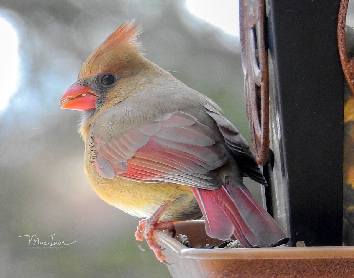 macivor_rod's tweet photo. @evornithology Cardinal photos Rod MacIvor/Ottawa https://t.co/qUGJQ6d9Lf