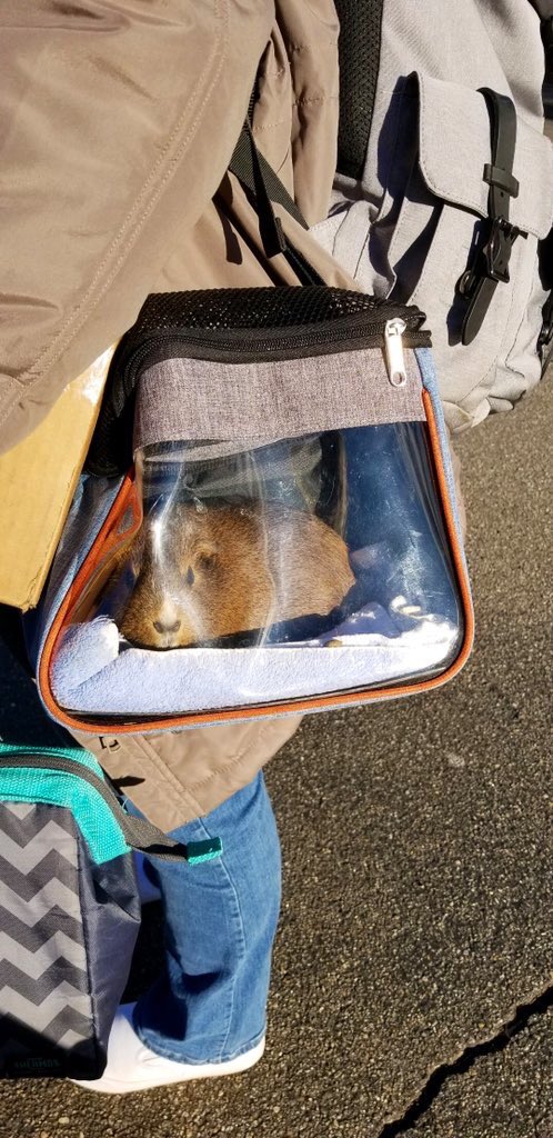 Dislilpiggie's tweet photo. Happy #wheekend furiends!! Piggie Mama and her teacher friend, who is pigmum to Rosie- another #homepetschoolpet , each have comfy travel bags for us. We absolutely LOVE Rosieโs see-through traveler!! #weNEEDone! #guineapig #therapeeg https://t.co/9KChkftcXK
