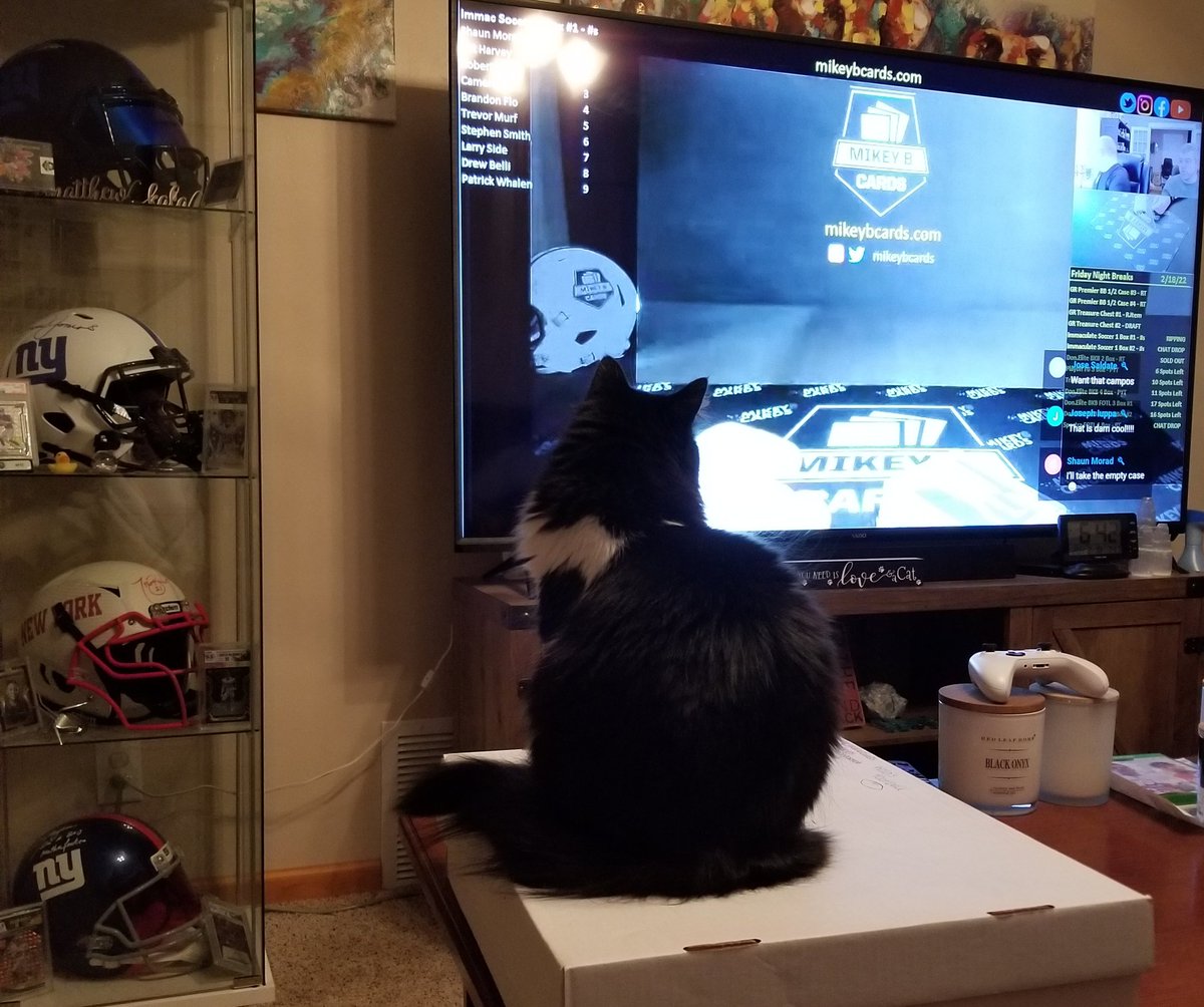 ka_adora_ness's tweet photo. Even Toni loves watching @mikeyBcards! I mean, who doesn't?! 😂🐱🐈 https://t.co/cRihm1kd5g