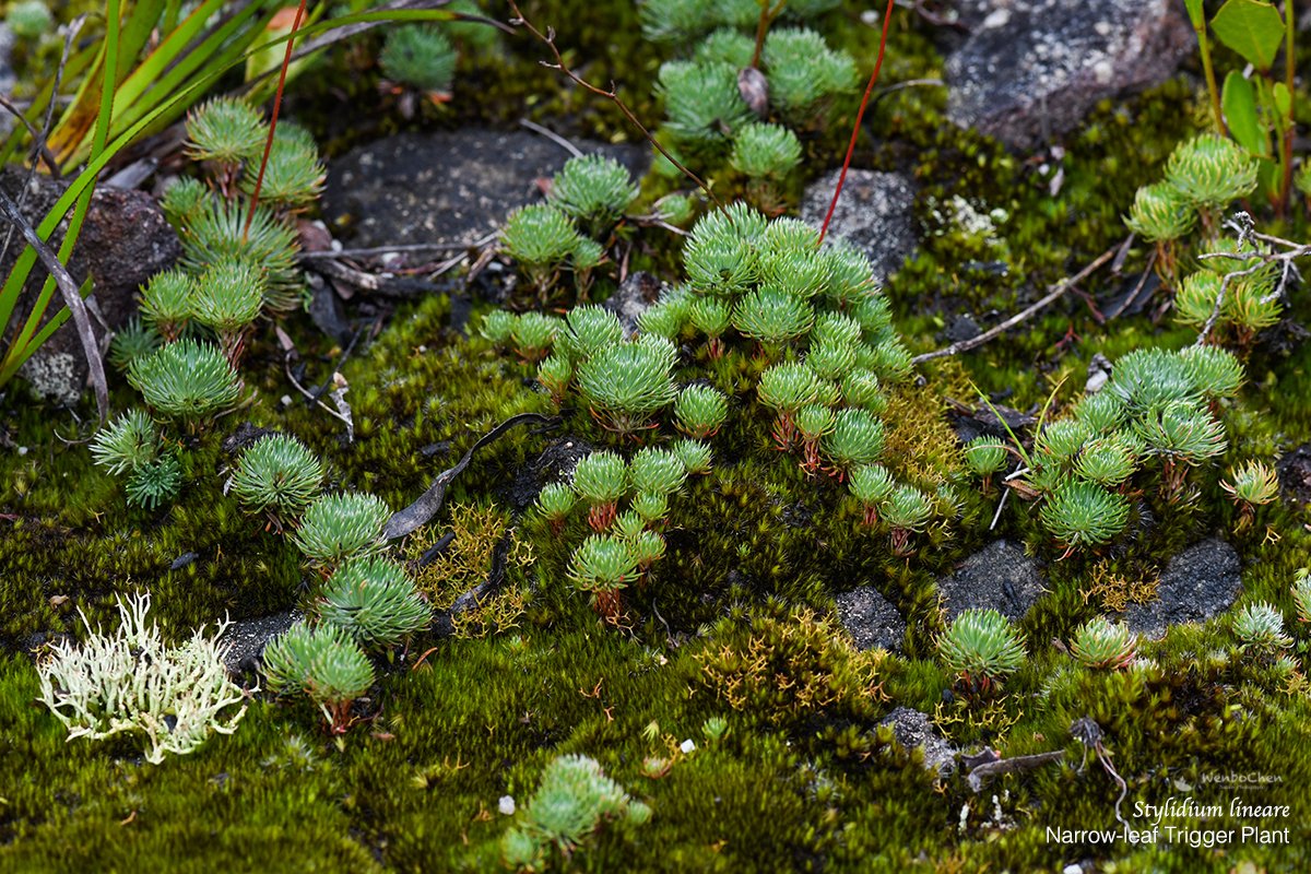 Wenbo77's tweet photo. Narrow-leaf trigger plant (#Stylidium lineare), a miniature #triggerplant endemic to NSW, grows in heath and dry forest on sandstone, often accompanied with moss and lichen.
#flroaofaustralia #carnivorousplant #花柱草 #澳洲植物 https://t.co/gZ27gZ3RhP