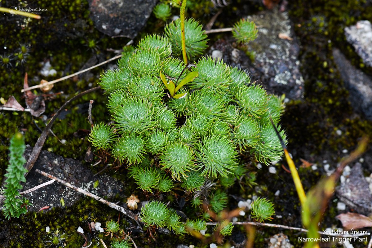 Wenbo77's tweet photo. Narrow-leaf trigger plant (#Stylidium lineare), a miniature #triggerplant endemic to NSW, grows in heath and dry forest on sandstone, often accompanied with moss and lichen.
#flroaofaustralia #carnivorousplant #花柱草 #澳洲植物 https://t.co/gZ27gZ3RhP