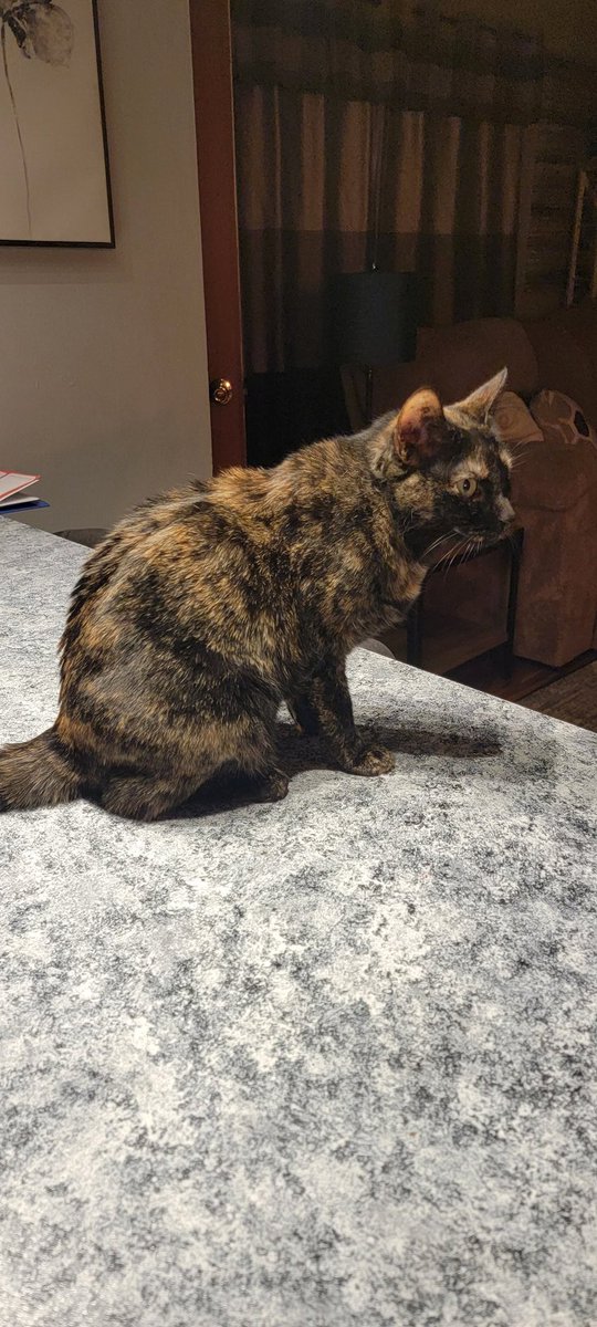 Starlightkitty_'s tweet photo. @KYR_SP33DY my aunts cat blitz https://t.co/ibliAgqaNC