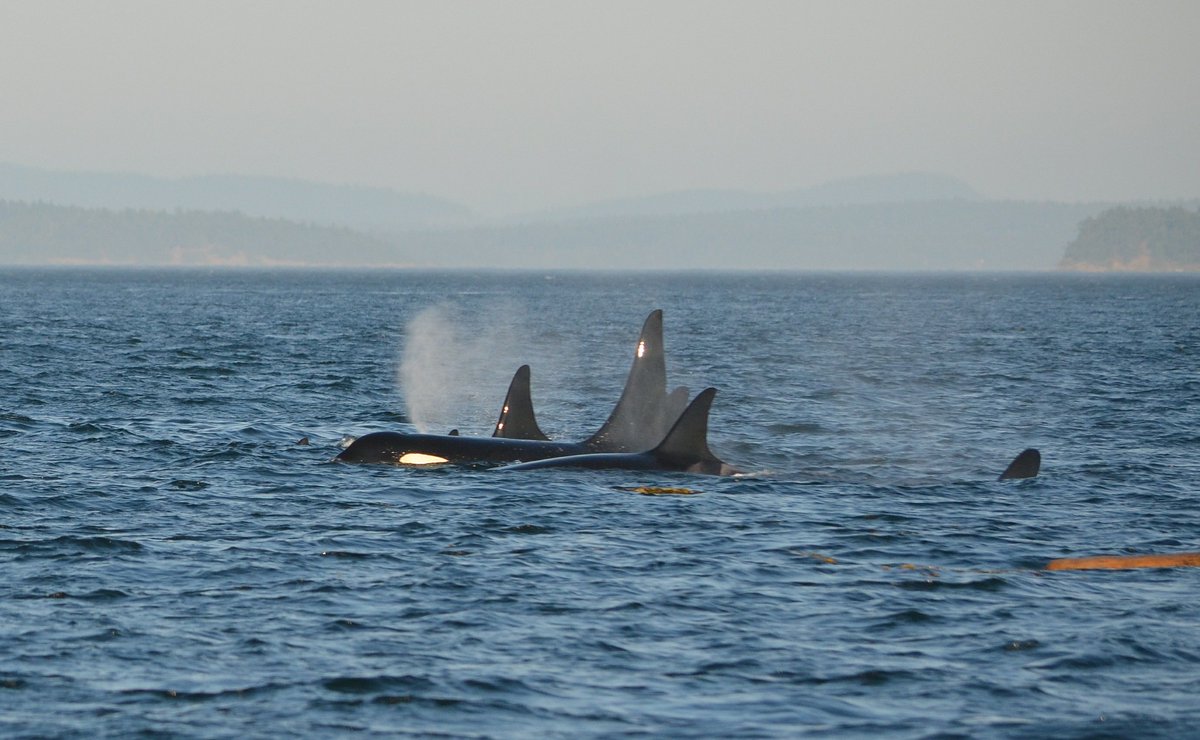 Whale watching, which is your favorite picture? #Whales #LoveWhales #OceanWhales