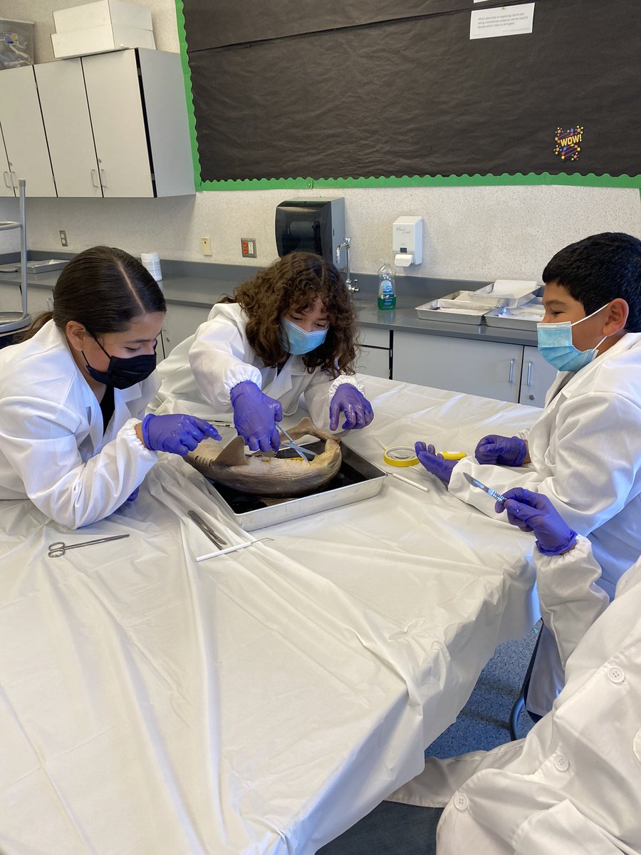 bkehoeBSD's tweet image. Dissecting sharks on our last day of Enrichment Camp! #bsdGATE