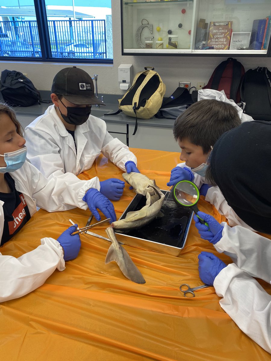 bkehoeBSD's tweet image. Dissecting sharks on our last day of Enrichment Camp! #bsdGATE