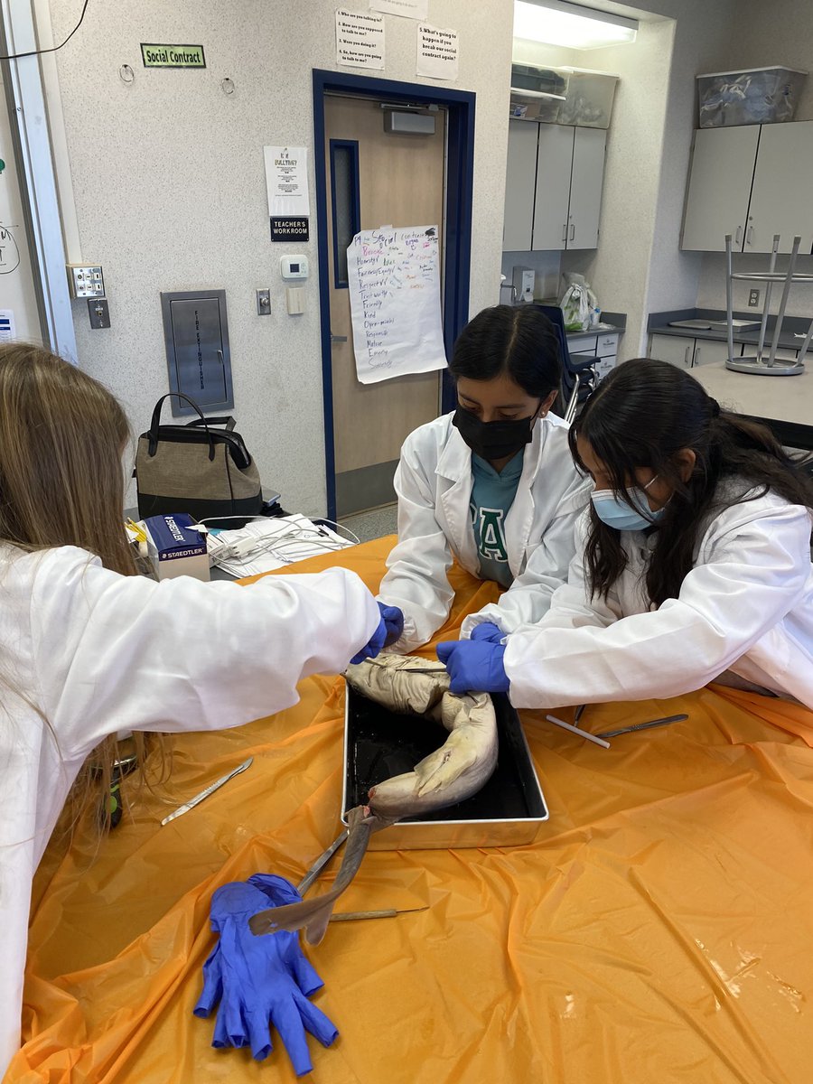 bkehoeBSD's tweet image. Dissecting sharks on our last day of Enrichment Camp! #bsdGATE