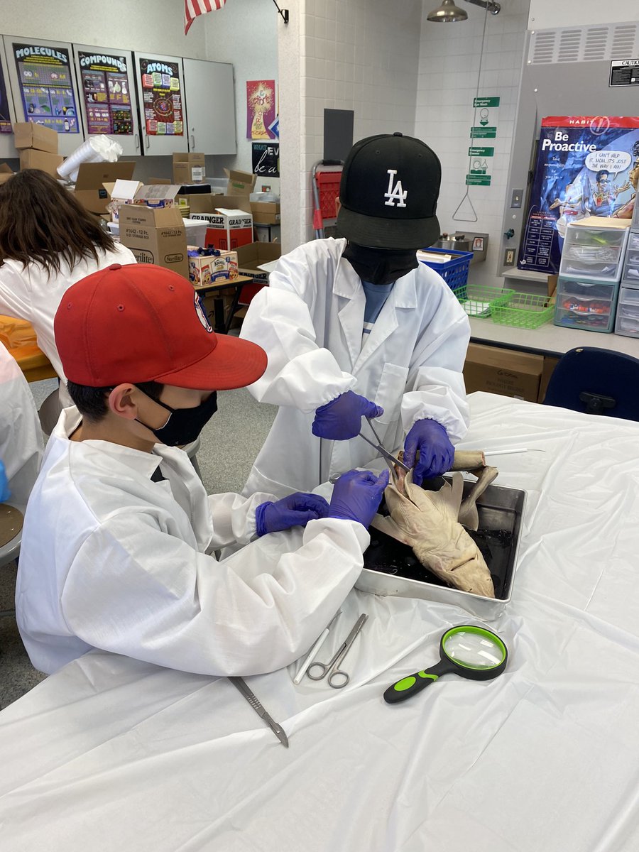 bkehoeBSD's tweet image. Dissecting sharks on our last day of Enrichment Camp! #bsdGATE