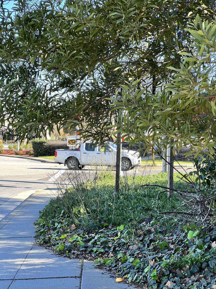 SloKat78's tweet photo. @CityofSanMateo can this all be fixed? First off no one has cut the ice plants for maybe 10+ years to the point there is almost no sidewalk. Second you can’t see the sign to explains what the lanes do. It is a HUGE safety issue when pedestrians have to step into traffic to walk https://t.co/gKMKIMcLWX