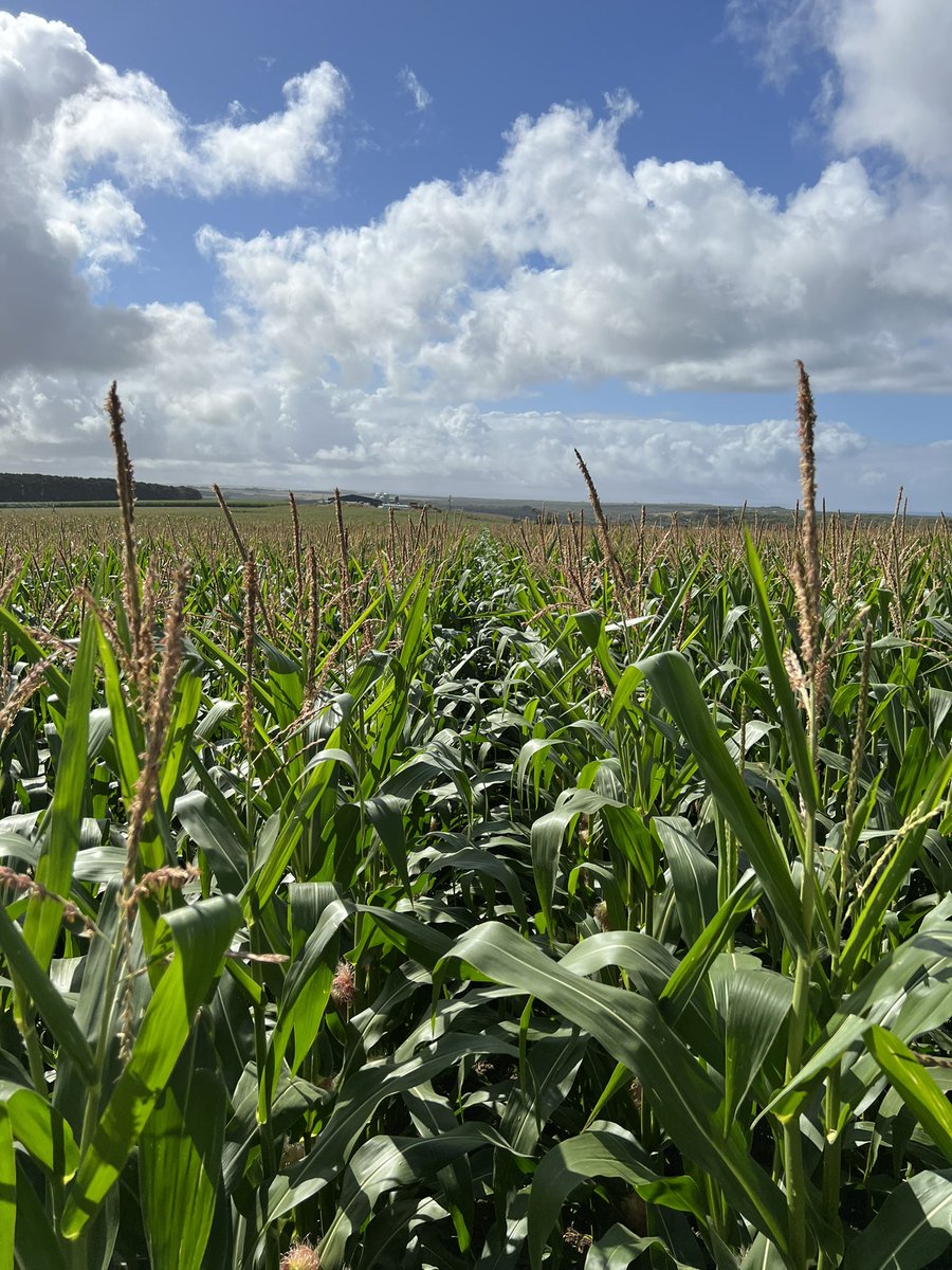 Some fantastic maize crops down in SW Vic after recent much needed rainfall a few weeks back!
Super impressed with Pioneer P9127 and P8500 along with some new quick maturing lines like P7524.
Maize options in the Sth West are about to get more exiting for the dairy market!