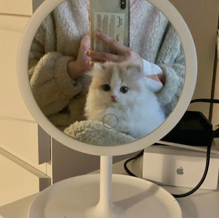 i9beck's tweet photo. cat:) https://t.co/Jjf6VMstMw