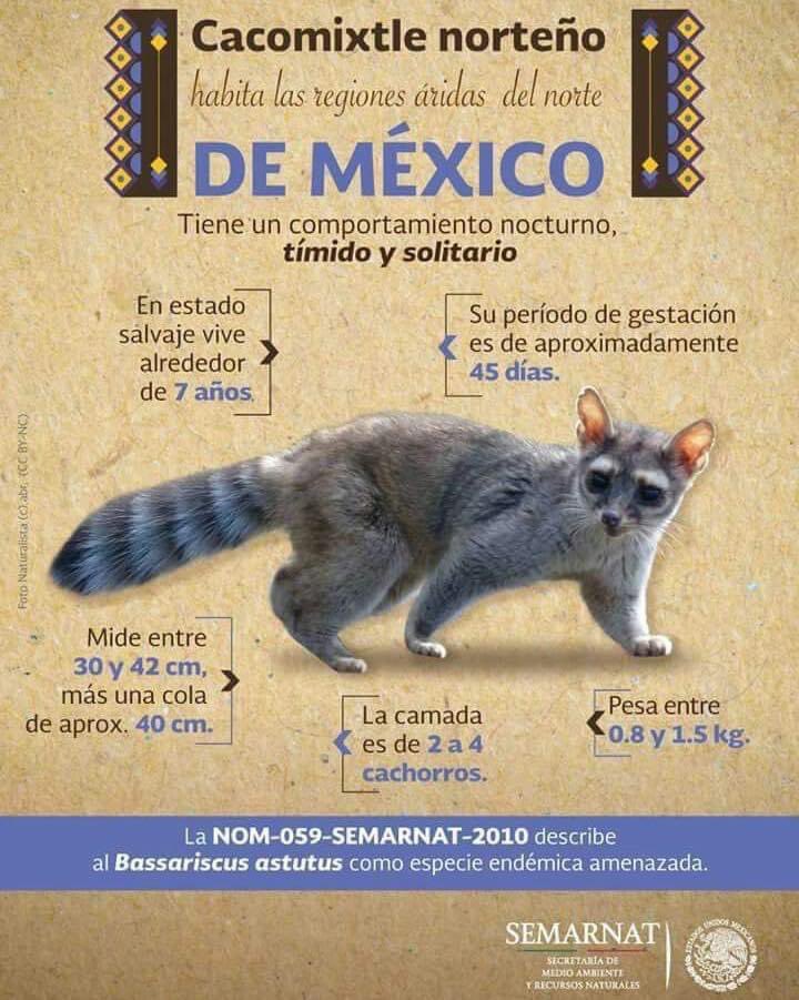Estamos en época de apareamiento de tlacuaches y cacomixtles que abarca de febrero a mayo.

Eviten que mascotas salgan sin supervisión; no los molesten y por favor, ¡no los lastimen!