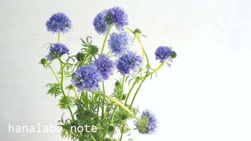 ハナラボノート まいにち切花図鑑 ギリア 春は野草風の小花の種類もふえる時期 ギリアもそんなナチュラル系素材のひとつです 切り花として多く出回るのは 小さな花が集まって球状に咲くギリア レプタンサ 爽やかな紫色と 動きのある草姿が特徴