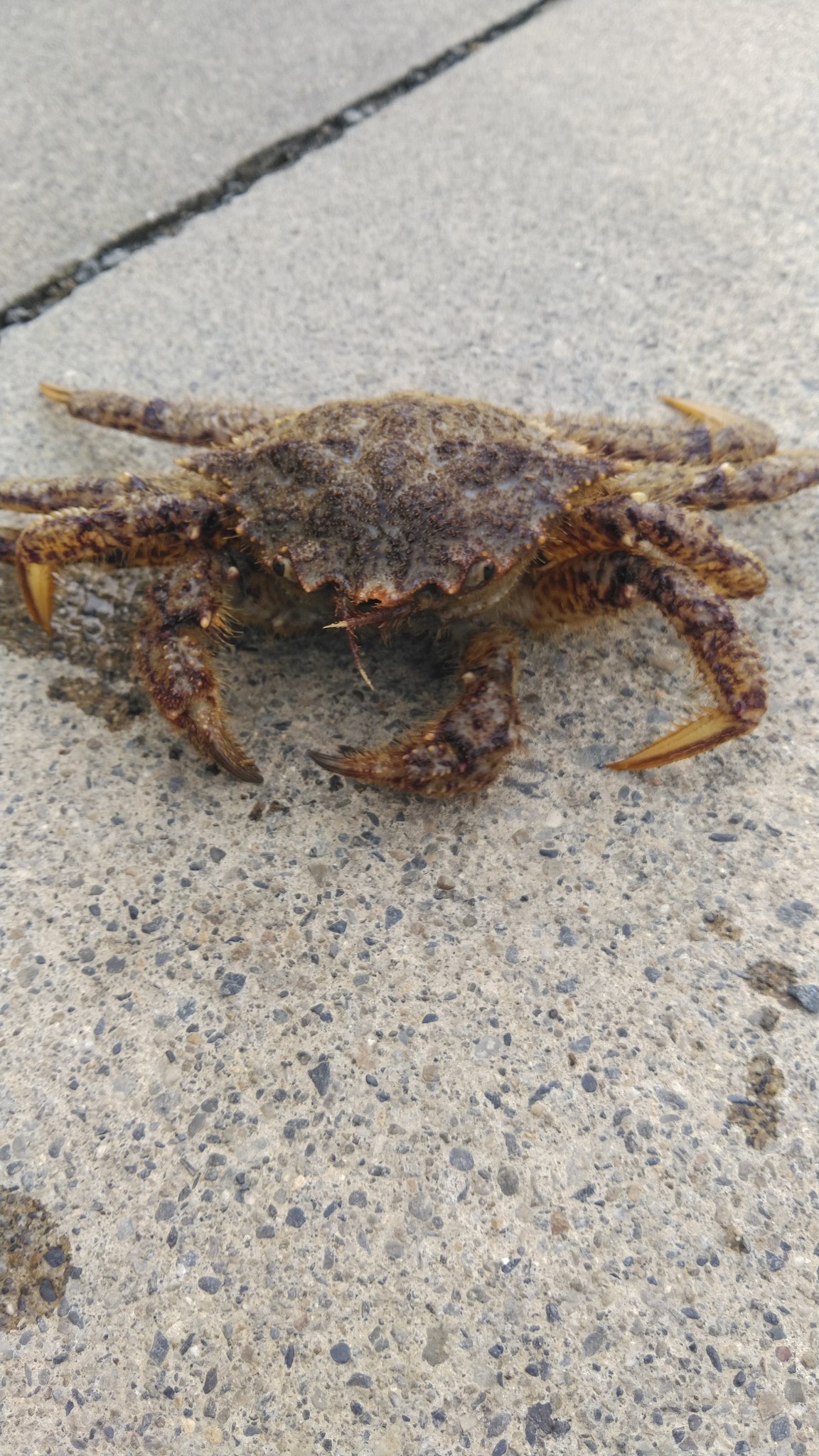 Sega 22 2 19 岩手沿岸漁港 久々にクリガニ釣り 前回は小型が多かったですが 今日は毛ガニ並の大型ばかりでした クリガニ 岩手 T Co 9439blgbz5 Twitter