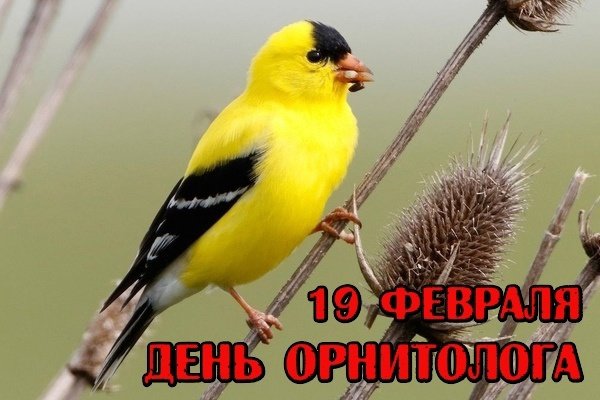 19 февраля отмечается профессиональный праздник людей, чью профессию и чей труд невозможно отделить от понятия «призвание», – это работа людей, изучающих жизнь птиц. Называют их орнитологами. #uprabraz2018