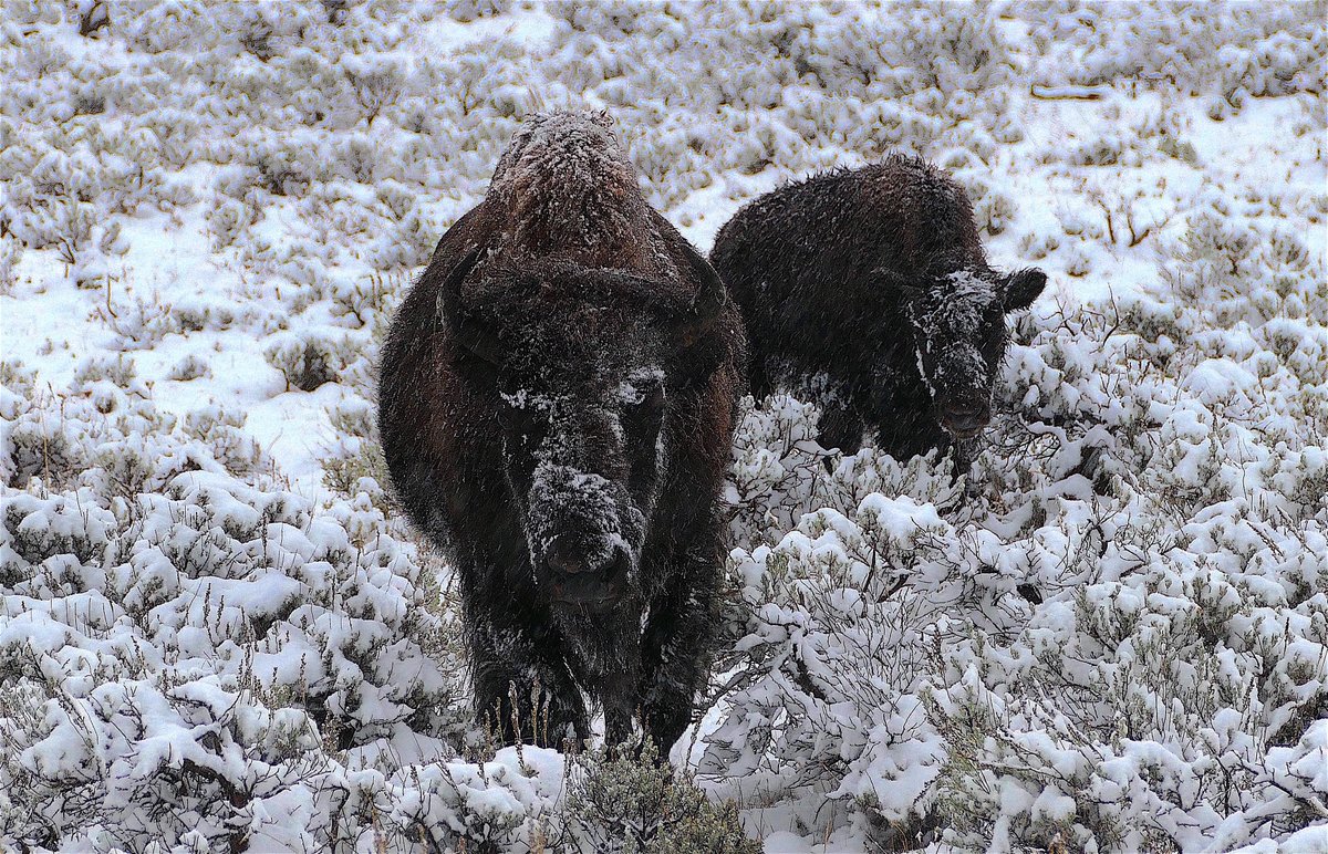AltYelloNatPark's tweet photo. Bison are the best https://t.co/dBcz5lyGBH