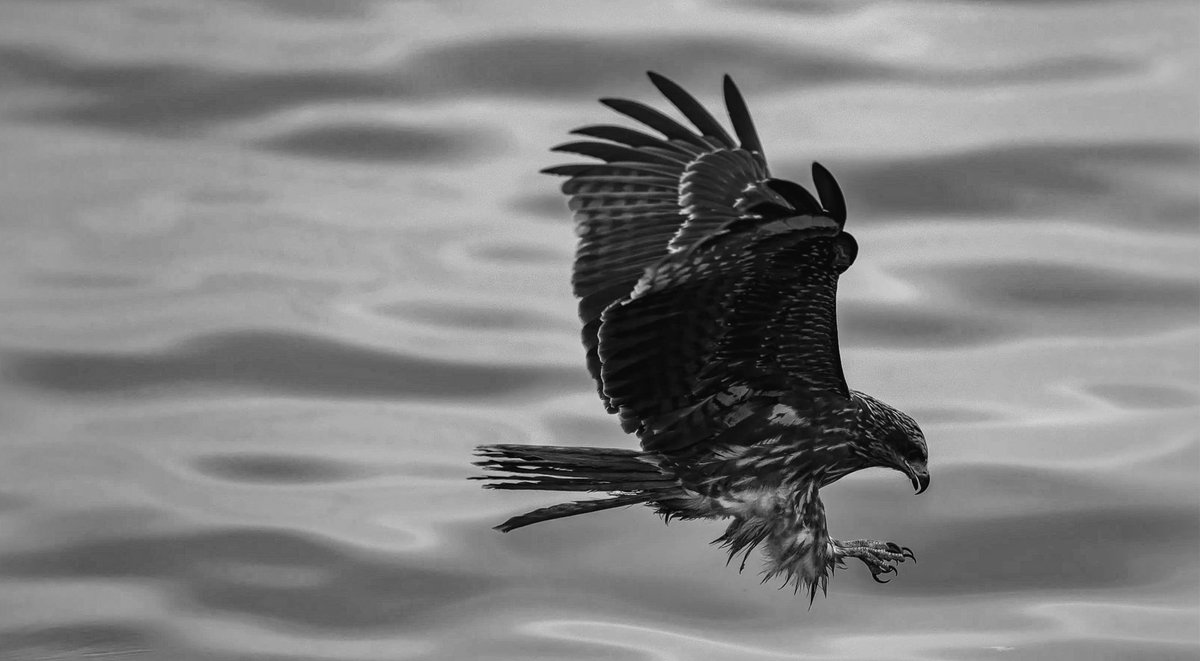 “ Eagle Snap “ 

#NikonZ9
#sonylens
#cinematography
#birding
#monochrome
