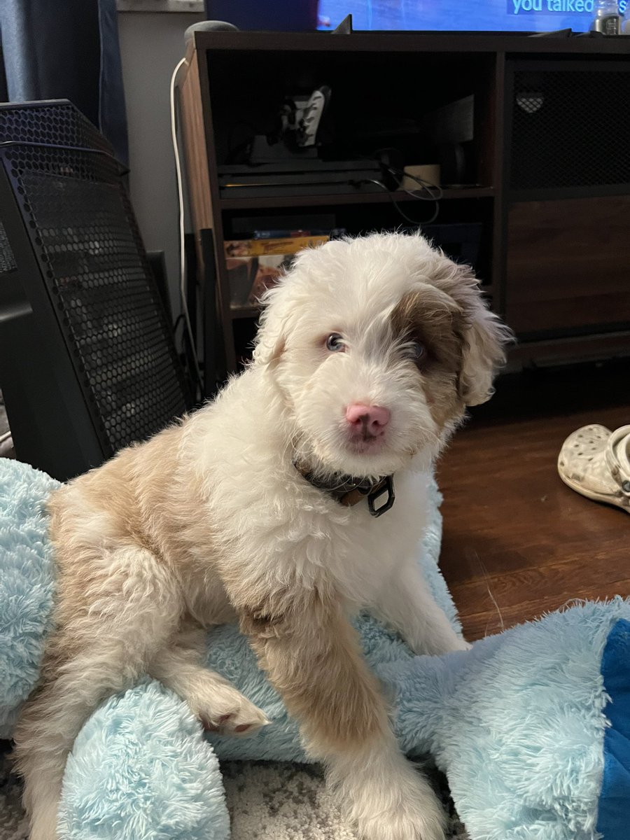 c_davidson_55's tweet photo. lil Odin https://t.co/vXrVUclkkP