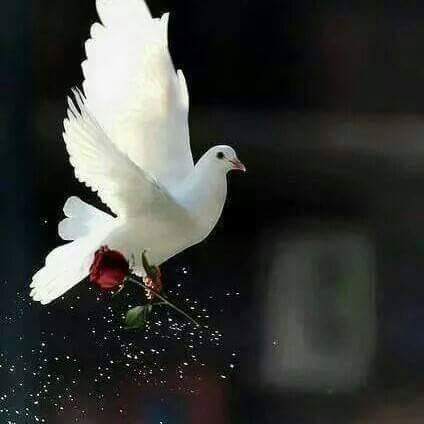 ErdoZombi's tweet photo. 💗✵Gunaydin 🕊💕💦
☕ MutLu HaftasonLari ☘️🌼🥳 https://t.co/MraIqoWkn0