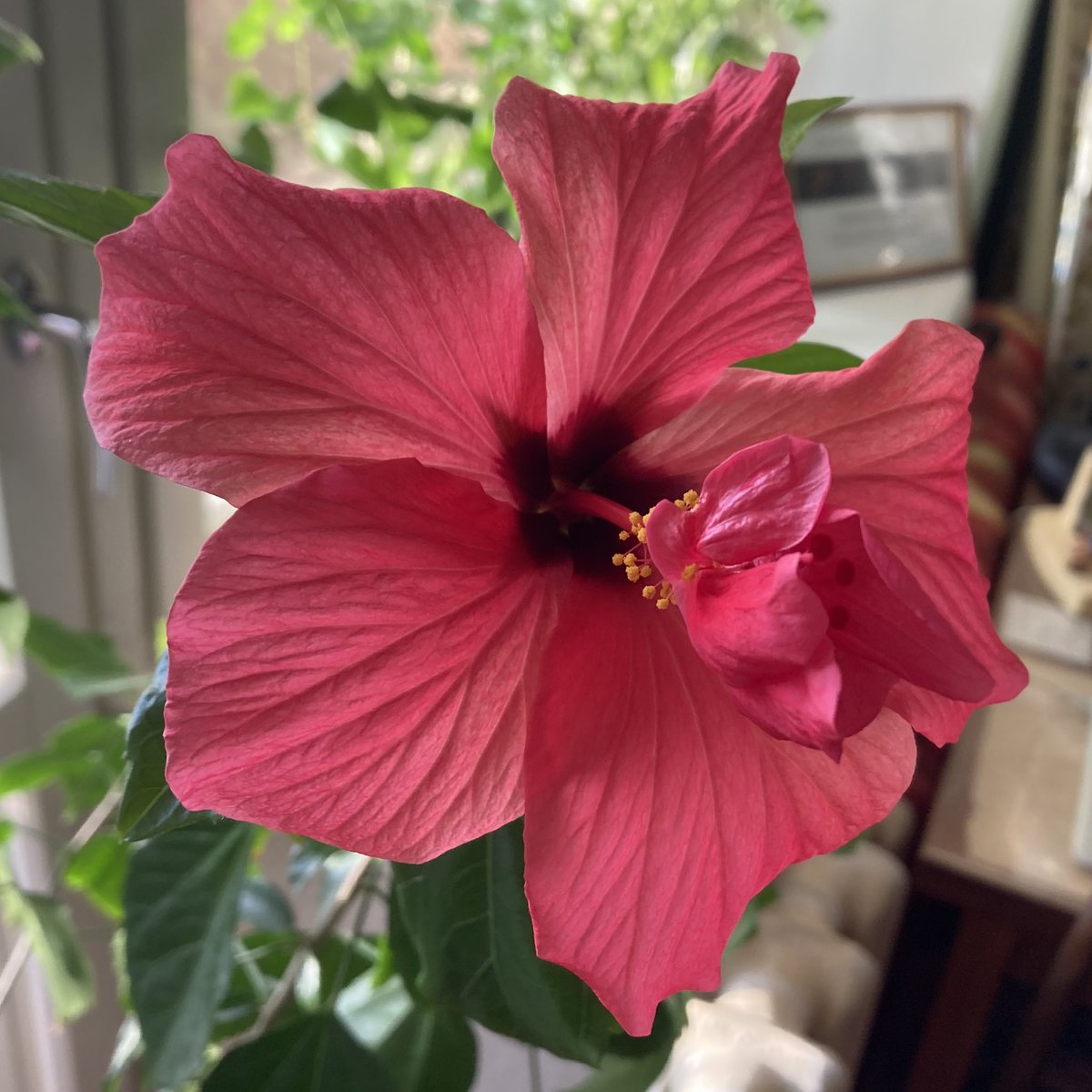 NikitaPost's tweet photo. It is a pity that these flowers do not bloom several at a time. We could make a bouquet! :) #morning #goodmorning #flower #flowers #beautiful #beauty #beautifulflower #beautifulflowers #bloom #blooms #flowersphotography #photooftheday #dream #amazing #color #morninglight #sunrise https://t.co/hKIQVfRh3r