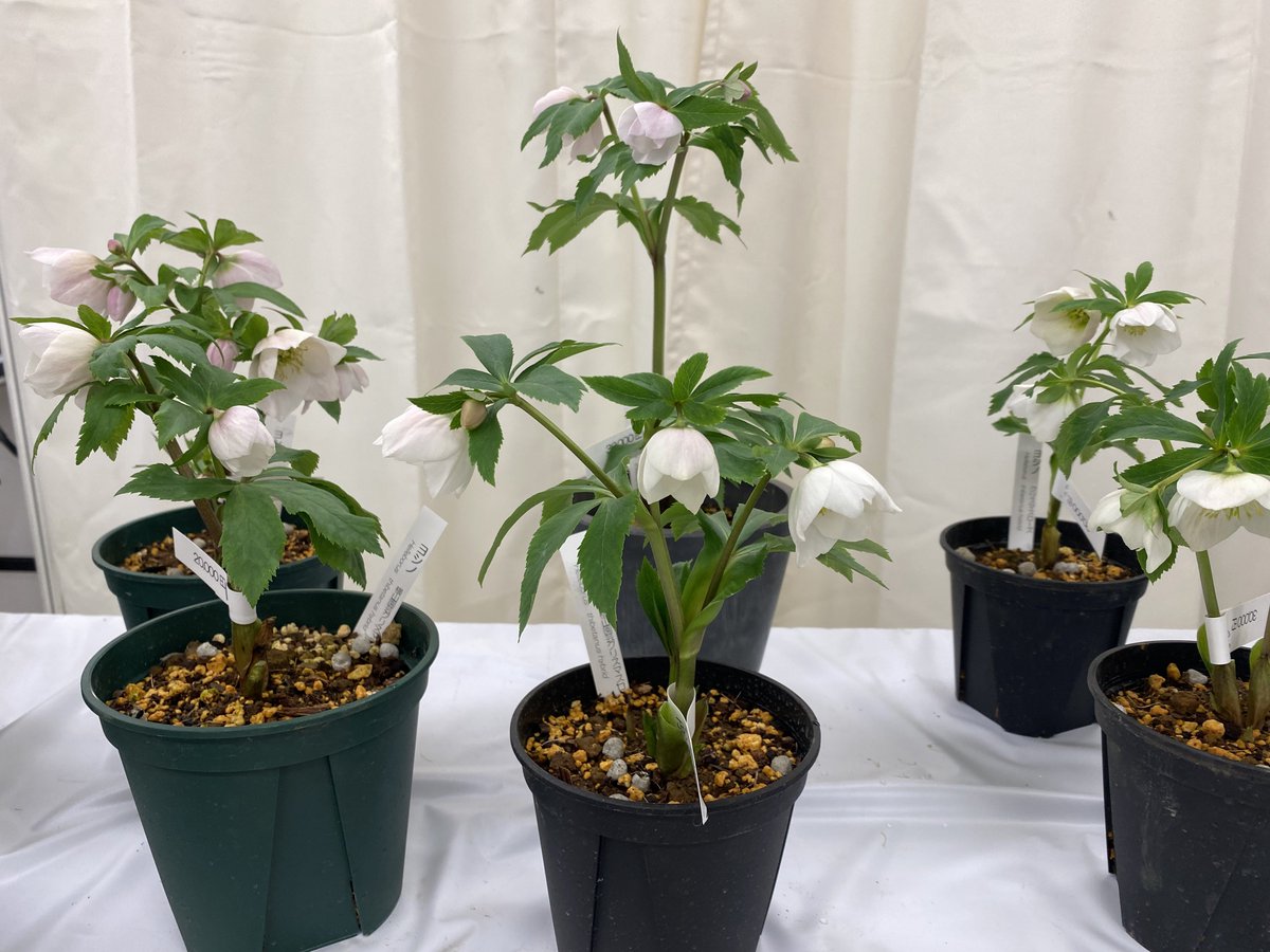 クリスマスローズ展初日、大好評で完売になってしまったヨシノ追加で