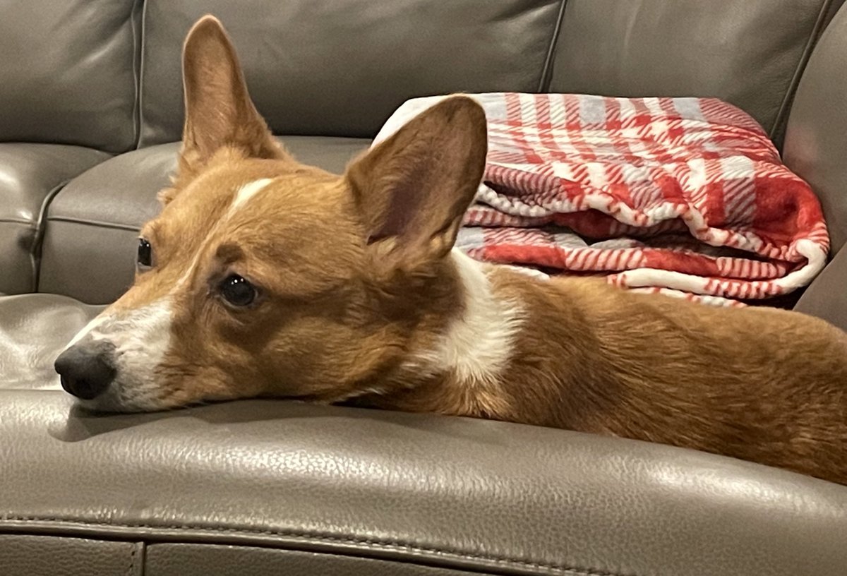 Tippy the Corgi tweet media