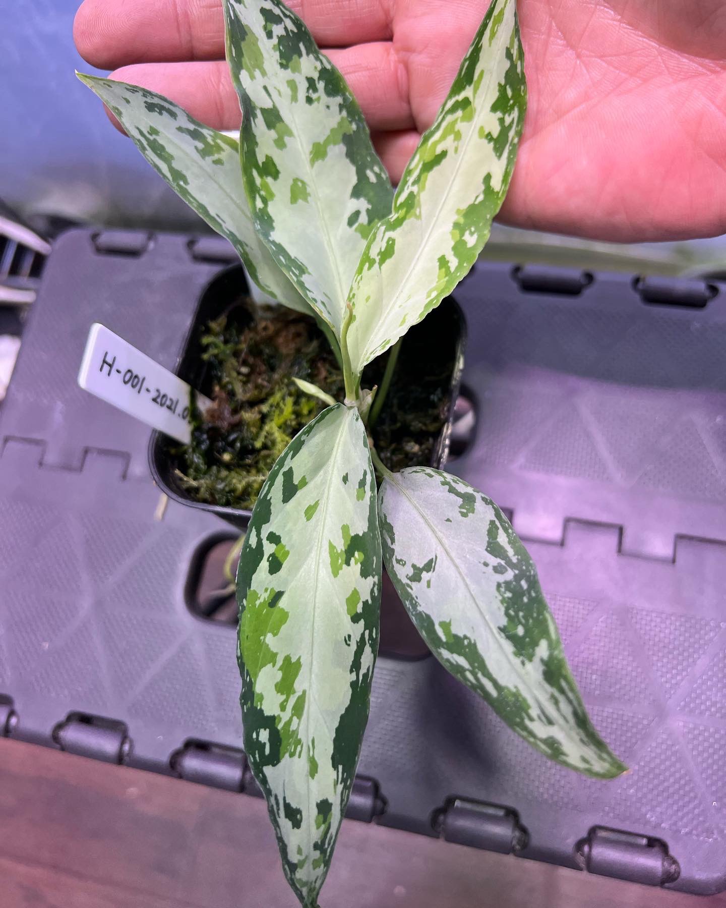 La1218-02b アグラオネマピクタム Aglaonema pictum Aglaonema pictum