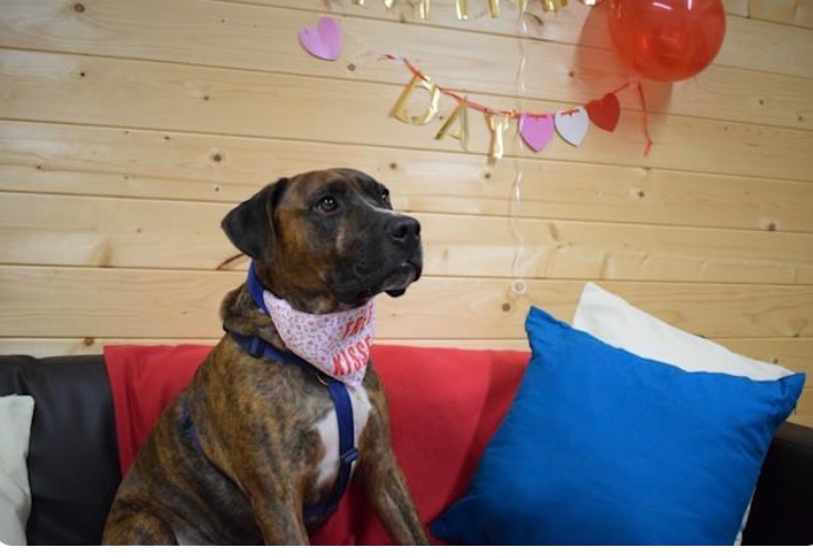 NismaMujahid's tweet photo. Hi friends 👋🏾  especially in the #ENGLAND saw this article about a pup 🐶 in the #UK who is looking for a home &amp; spent V-Day ❤️ alone 😢 Seems like a shy guy but a #snugglebug  As always, treat people, animals, and the environment with kindness and care 
https://t.co/YxzJwJg3Ji https://t.co/EQOTBy0IK3