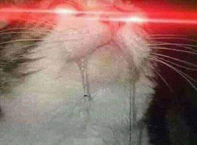 0xCactus tweet media