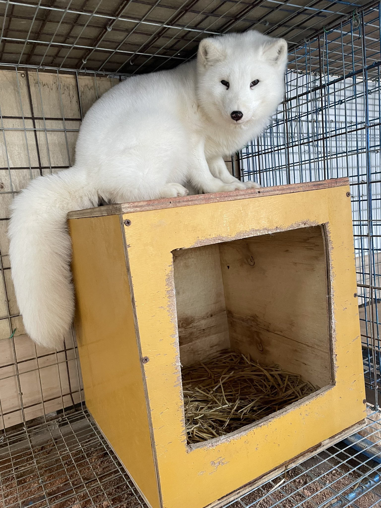 宮城蔵王キツネ村 公式 北極キツネのハナジロウ君 見事な毛並みだね マシュマロだねー 機嫌がいい時触れ合う事ができますよ T Co Uerqq5jqhk Twitter