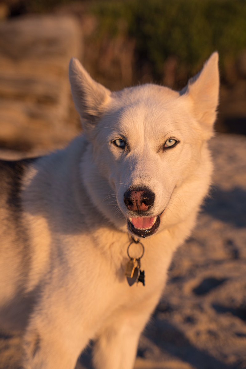 TheWildMorgy's tweet photo. @BraydenCreation 🐶💙🐶 https://t.co/y8FwQzggSZ