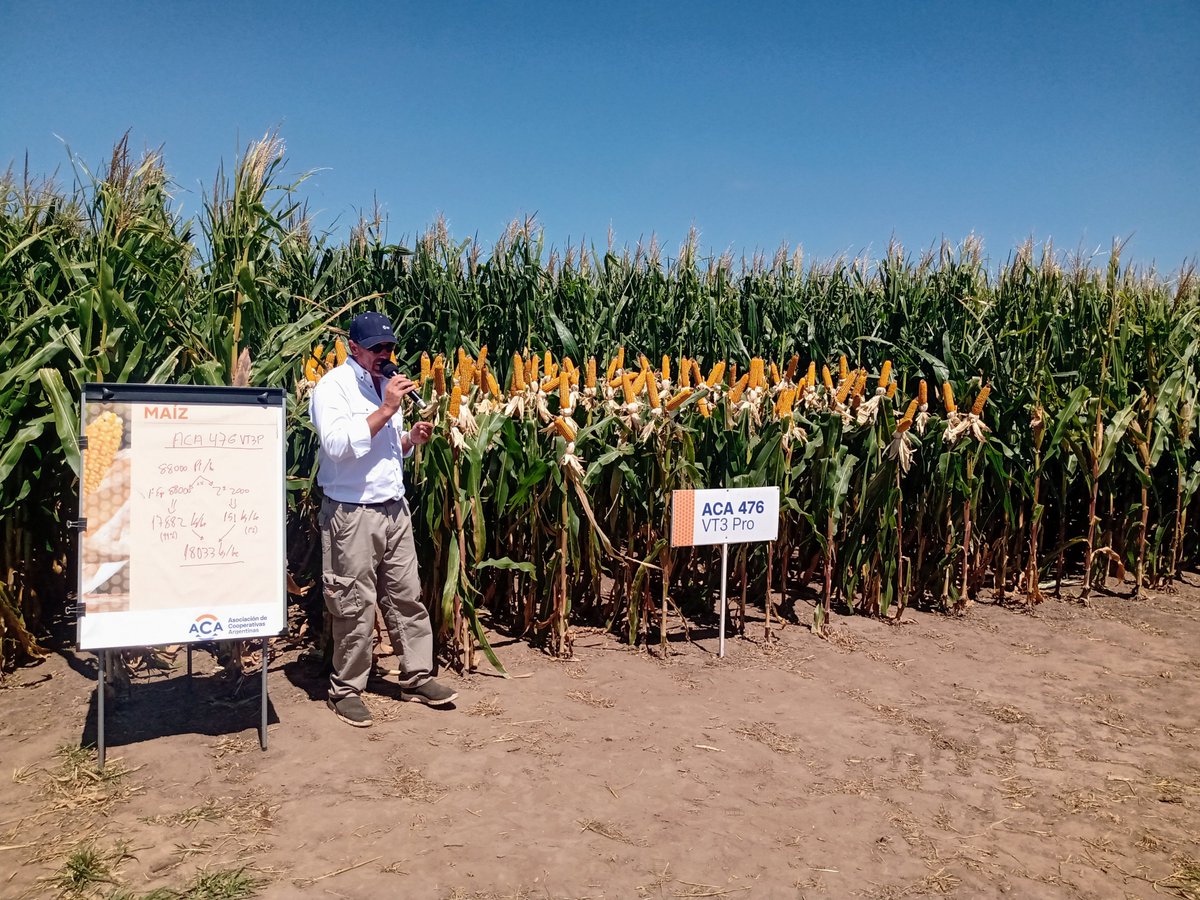 LattanziMauri's tweet photo. En ambientes de Alta/ Muy alta productividad  maíz 🌽🌽🌽🌽🌽ACA476 vt3pro rompe balanzas!!!! Excelente Híbrido !! https://t.co/8F7YnCuA0c